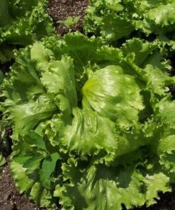 Alternative view of 3000 ICEBERG HEAD LETTUCE Lactuca Sativa Vegetable Seeds