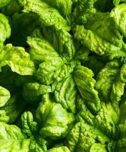 Alternative view of 500 LETTUCE LEAF BASIL Ocimum Basilicum Huge Leaves Herb Seeds