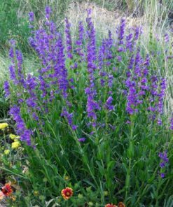 Alternative view of 300 Blue ROCKY MOUNTAIN BEARDTONGUE Penstemon Strictus Flower Seeds