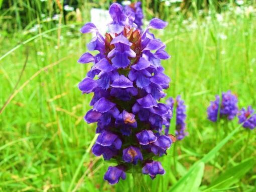 100 HEAL ALL Self Heal Prunella Vulgaris Purple Herb Flower Seeds