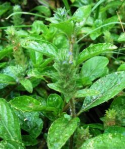 Alternative view of 100 HEAL ALL Self Heal Prunella Vulgaris Purple Herb Flower Seeds