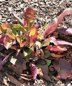 Alternative view of 15 PURPLE KNOCKOUT SALVIA Lyrata Lyre