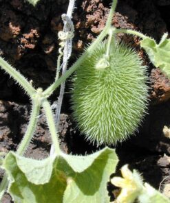 Alternative view of 10 WOOLY BEAR GOURD Cucumis Dipsaceus Fuzzy Green Ornamental Seeds
