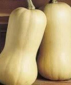 Alternative view of 50 WALTHAM BUTTERNUT SQUASH Winter Cucurbita Moschata Vegetable Seeds