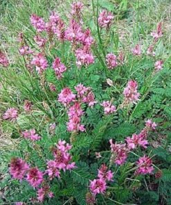 Alternative view of 50 PINK SAINFOIN Common Onobrychis Viciifolia Holy Clover Legume Ground Cover Forage Flower Seeds