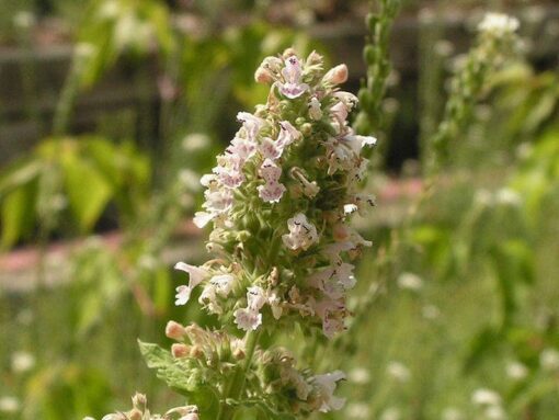 1000 HEIRLOOM CATNIP Nepeta Cataria Herb Flower Seeds