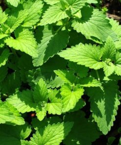 Alternative view of 1000 HEIRLOOM CATNIP Nepeta Cataria Herb Flower Seeds