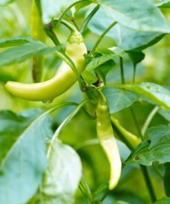 Alternative view of 50 GREEK GOLDEN PEPPER Pepperoncini Gold Yellow Capsicum Annuum Vegetable Seeds
