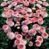 100 Strawberries & Cream ENGLISH DAISY Bellis Perennis Flower Seeds