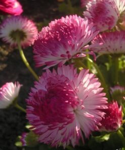 Alternative view of 100 Strawberries & Cream ENGLISH DAISY Bellis Perennis Flower Seeds