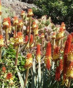 Alternative view of 50 TORCH LILY Red Hot Poker / Tritoma / Kniphofia Uvaria Flower Seeds