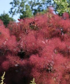 30 PURPLE SMOKE TREE Shrub Smokebush Cotinus Coggygria Rhus Cotinus Sumach Seeds