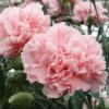 50 La France PINK CARNATION Dianthus Caryophyllus Chabaud Flower Seeds
