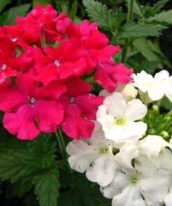 Alternative view of 100 MIXED COLORS VERBENA Hortensis Flower Seeds