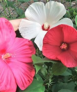 Alternative view of 25 MIXED LUNA HIBISCUS Moscheutos Hardy Mixed Colors - Red