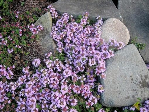 100 Walk On Me CREEPING THYME Thymus Serpyllum Herb Flower Seeds