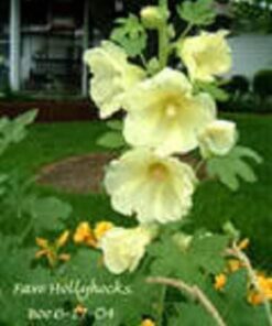 Alternative view of 25 YELLOW HOLLYHOCK Alcea Rosea Flower Seeds Perennial
