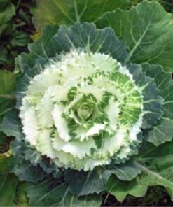 Alternative view of 50 MIXED ORNAMENTAL CABBAGE Flowering Cabbage Brassica Oleracea Seeds