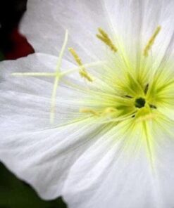 250 WHITE Pale EVENING PRIMROSE (White Buttercup / Sundrops) Oenothera Pallida Flower Seeds