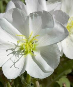 Alternative view of 250 WHITE Pale EVENING PRIMROSE (White Buttercup / Sundrops) Oenothera Pallida Flower Seeds