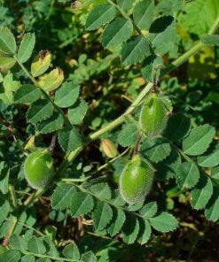 Alternative view of 15 CHICK PEA / Garbanzo BEAN Chickpea Cicer Arientum Vegetable Seeds
