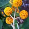 10 ORANGE BALL TREE / Golden Butterfly Bush Buddleja Globosa Shrub Flower Seeds