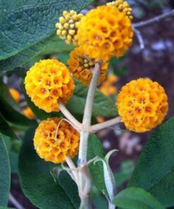 10 ORANGE BALL TREE / Golden Butterfly Bush Buddleja Globosa Shrub Flower Seeds