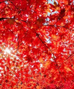 Alternative view of 10 RED JAPANESE MAPLE Tree Bloodgood Ornamental Acer Palmatum Seeds