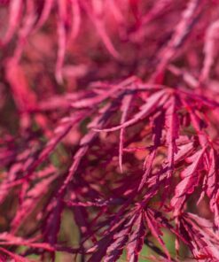 10 Red Dwarf Japanese LACELEAF MAPLE Tree Lace Blood Acer Palmatum Atropurpureum Dissectum Shrub Seeds