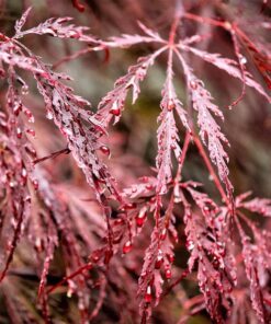 Alternative view of 10 Red Dwarf Japanese LACELEAF MAPLE Tree Lace Blood Acer Palmatum Atropurpureum Dissectum Shrub Seeds