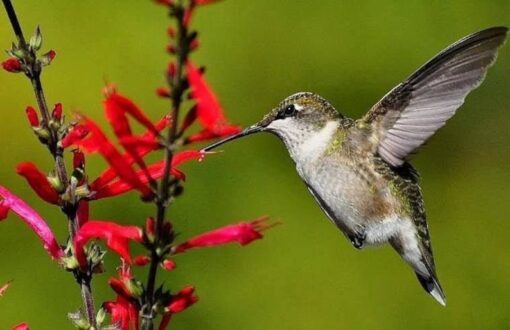 10 PINEAPPLE SAGE Red Salvia Elegans Herb / Flower Seeds