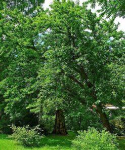Alternative view of 10 HEDGE APPLE Osage Orange Horse Apple Monkey Ball Maclura Pomifera Tree Seeds
