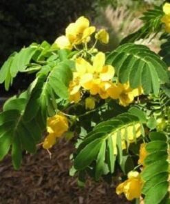 Alternative view of 10 GOLDEN RAIN TREE Goldenrain Koelreuteria Paniculata Yellow Flower Seeds Combined S/H
