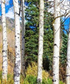 Alternative view of 100 WHITE Japanese BIRCH TREE Betula Platyphylla Japonica Seeds