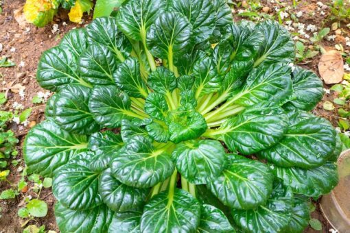 1000 TATSOI Brassica Rapa Rosularis Tat Soi Bok Spinach Mustard Vegetable Seeds