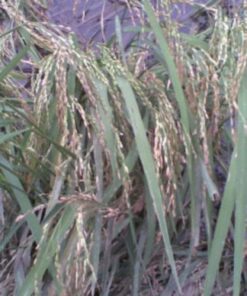 Alternative view of 100 Long Grain BROWN WHITE RICE Oryza Sativa Vegetable Seeds