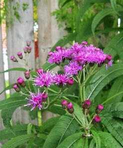 Alternative view of 100 MISSOURI IRONWEED Monarch Flower Native Purple Vernonia Missurica Seeds