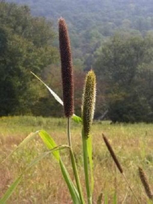 100 Foxtail Millet Seeds – Setaria Macrocheata, Ornamental Grass, Gold Seed Heads, Bird Friendly, Pet Treat, Grows 18-24 Inches