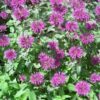 2000 BEE BALM Lemon MINT Monarda Citriodora Herb Purple Flower Seeds