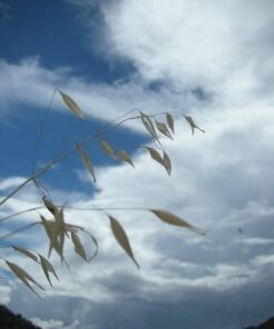 Alternative view of 200 ORGANIC OAT Oats Avena Sativa Grain Vegetable Seeds