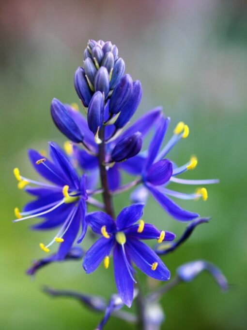 20 Blue LARGE CAMAS Camassia Leichtlinii Great Camass Quamasia Native Flower Seeds