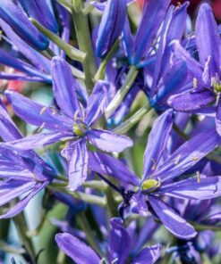 Alternative view of 20 Blue LARGE CAMAS Camassia Leichtlinii Great Camass Quamasia Native Flower Seeds