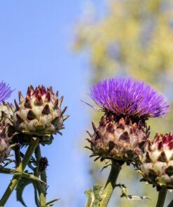 Alternative view of 25 CARDOON Cynara Cardunculus aka Artichoke Thistle Perennial Edible Vegetable Seeds