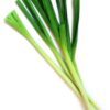 500 CHINESE LEEK (Oriental Garlic / Garlic Chives / Chinese Chives / Flat Chives) Allium Tuberosum Vegetable Seeds