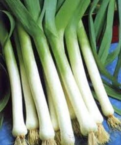 Alternative view of 500 CHINESE LEEK (Oriental Garlic / Garlic Chives / Chinese Chives / Flat Chives) Allium Tuberosum Vegetable Seeds