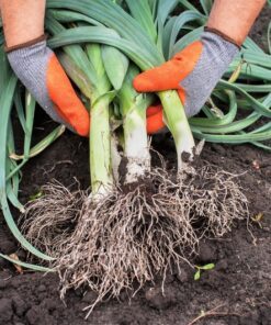 Alternative view of 800 AMERICAN FLAG LEEK (Large Leek) Allium Porrum Vegetable Seeds