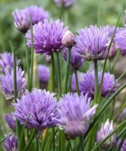 Alternative view of 500 CHIVE Allium Schoenoprasum Vegetable Seeds