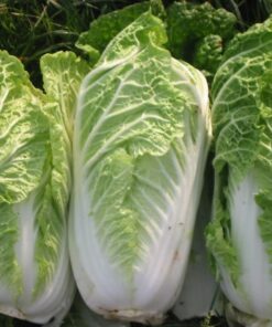 Alternative view of 500 MICHIHILI CABBAGE (Chinese Cabbage / Bok Choy / Pak Choi / Celery Mustard / Chinese Chard) Brassica Rapa Chinensis Vegetable Seeds