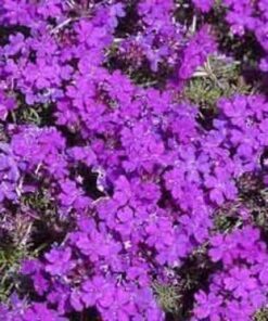 Alternative view of 500 Purple HARDY MOSS VERBENA Verbena Tenuisecta Fragrant Flower Seeds