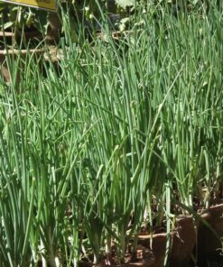 Alternative view of 500 Sweet YELLOW SPANISH ONION Allium Cepa Vegetable Seeds